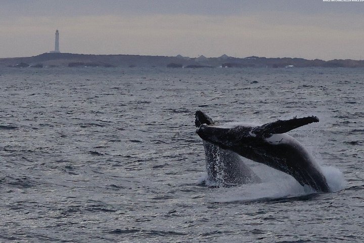Whale watching tour in Dunsborough, Australia, featuring humpback whales and dolphins, photo 13 | wizardtrip