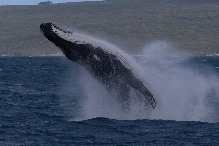 Whale watching tour in Dunsborough, Australia, featuring humpback whales and dolphins, photo 14 | wizardtrip