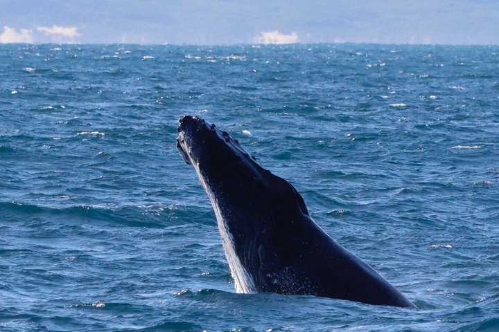 Whale watching tour in Dunsborough, Australia, featuring humpback whales and dolphins, photo 15 | wizardtrip