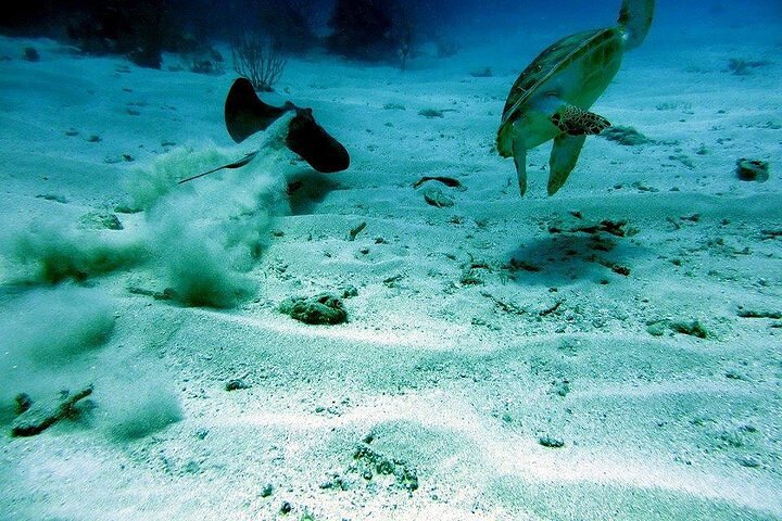 Bootsfahrt zur Insel Culebra zum Schnorcheln und Entspannen am Strand, mit Meeresleben und Sandstränden, Foto 7 | wizardtrip