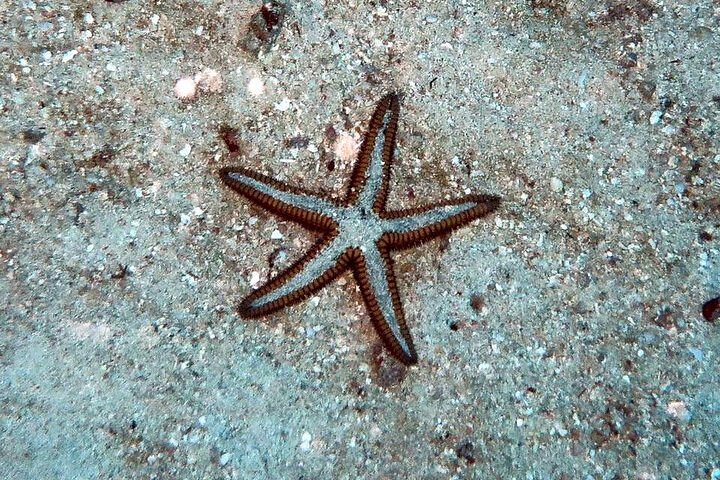 Bootsfahrt zur Insel Culebra zum Schnorcheln und Entspannen am Strand, mit Meeresleben und Sandstränden, Foto 8 | wizardtrip