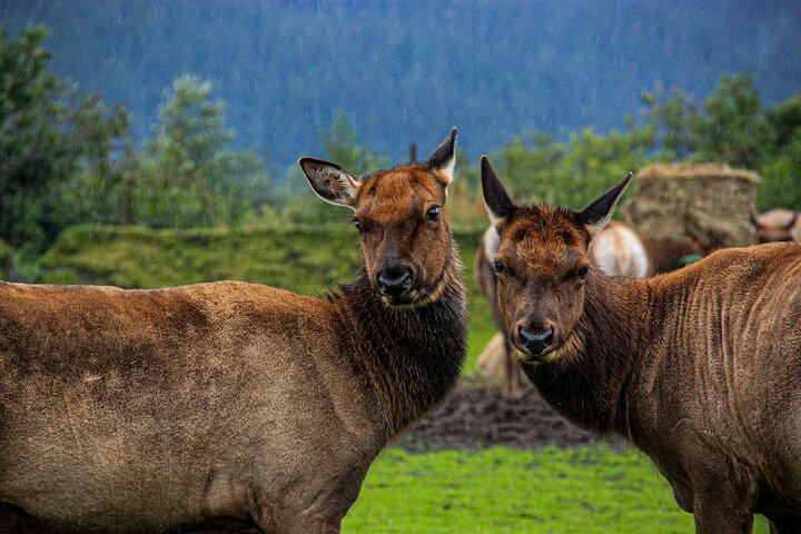 Scenic tour of glaciers, wildlife, and Turnagain Arm near Anchorage, Alaska, photo 8 | wizardtrip