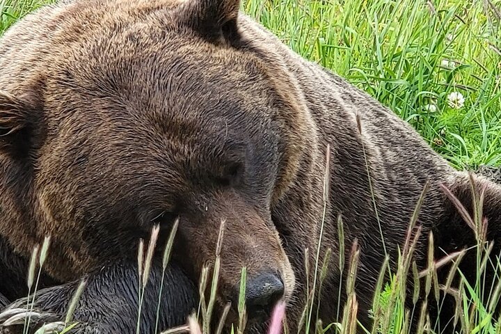 Scenic tour of glaciers, wildlife, and Turnagain Arm near Anchorage, Alaska, photo 11 | wizardtrip