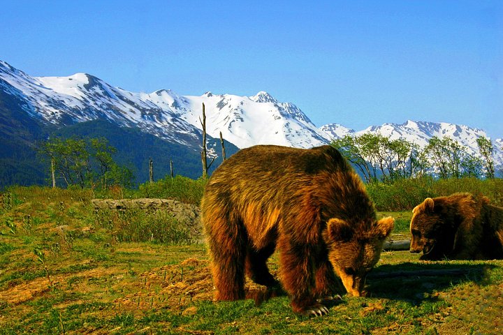 Scenic tour of glaciers, wildlife, and Turnagain Arm near Anchorage, Alaska, photo 13 | wizardtrip