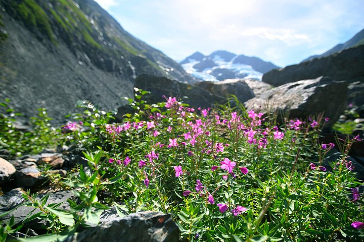 Scenic tour of glaciers, wildlife, and Turnagain Arm near Anchorage, Alaska, photo 15 | wizardtrip