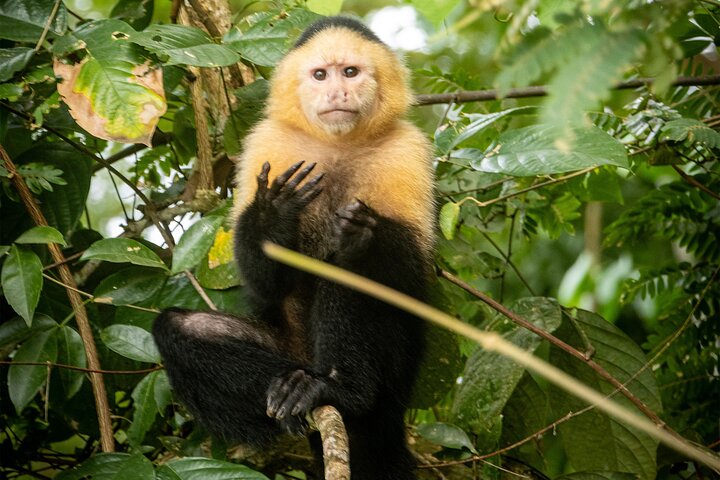 Gatun-See: Affen & exotische Tierwelt am Kanal | wizardtrip