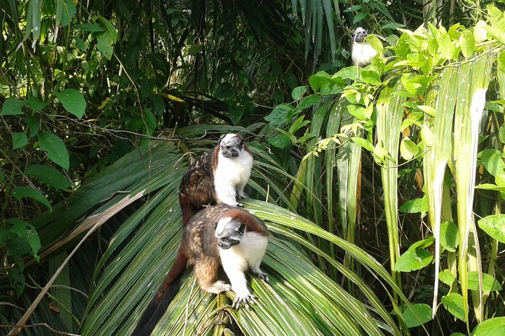 Tier- und Panamakanal-Tour mit Affen, Regenwald und Gatun-See, Foto 7 | wizardtrip