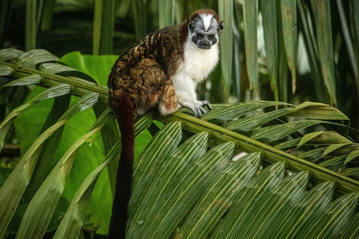 Tier- und Panamakanal-Tour mit Affen, Regenwald und Gatun-See, Foto 8 | wizardtrip