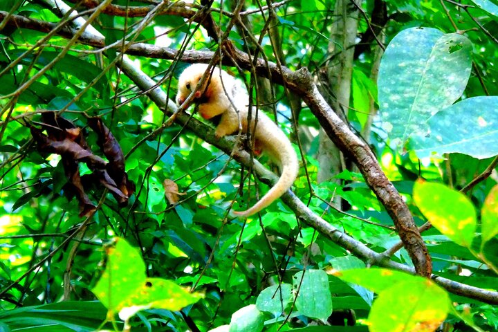 Tier- und Panamakanal-Tour mit Affen, Regenwald und Gatun-See, Foto 11 | wizardtrip