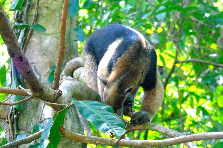 Tier- und Panamakanal-Tour mit Affen, Regenwald und Gatun-See, Foto 12 | wizardtrip