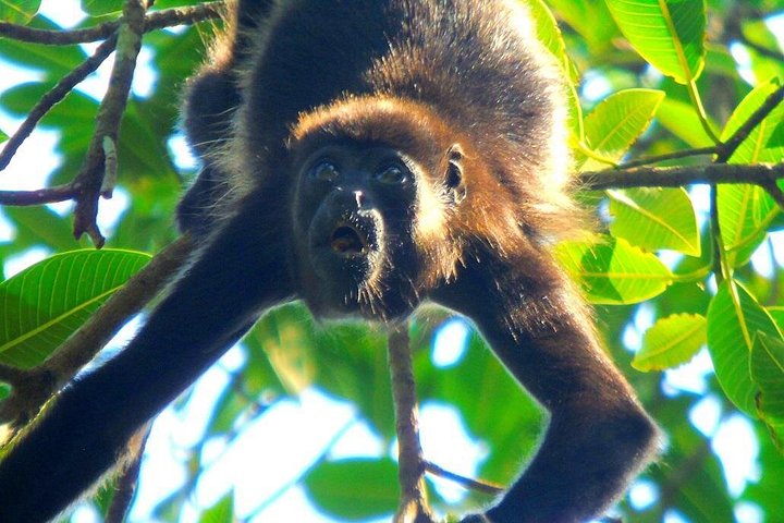 Tier- und Panamakanal-Tour mit Affen, Regenwald und Gatun-See, Foto 18 | wizardtrip