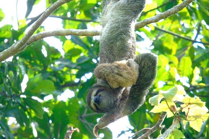 Tier- und Panamakanal-Tour mit Affen, Regenwald und Gatun-See, Foto 21 | wizardtrip