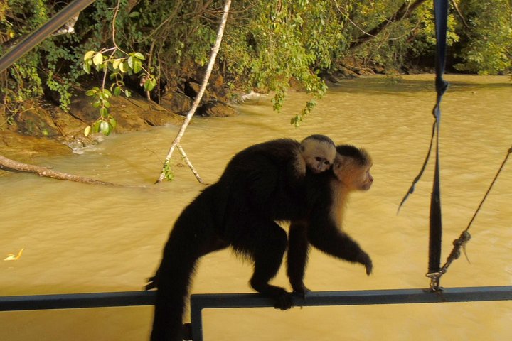 Tier- und Panamakanal-Tour mit Affen, Regenwald und Gatun-See, Foto 22 | wizardtrip