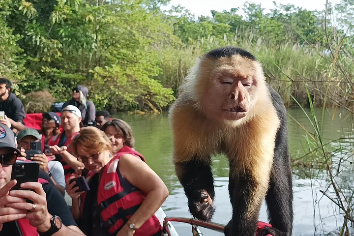 Tier- und Panamakanal-Tour mit Affen, Regenwald und Gatun-See, Foto 24 | wizardtrip