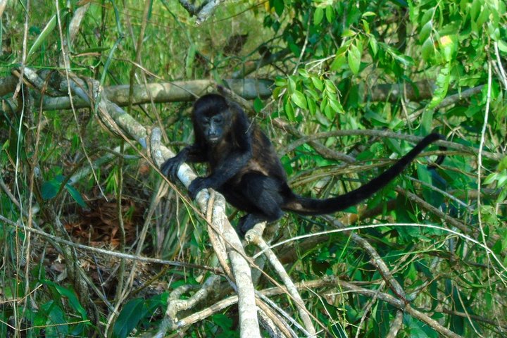 Tier- und Panamakanal-Tour mit Affen, Regenwald und Gatun-See, Foto 39 | wizardtrip
