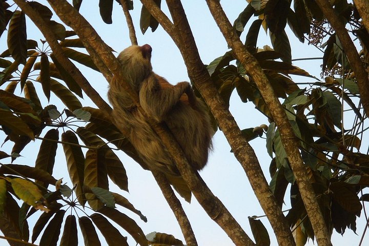 Tier- und Panamakanal-Tour mit Affen, Regenwald und Gatun-See, Foto 42 | wizardtrip