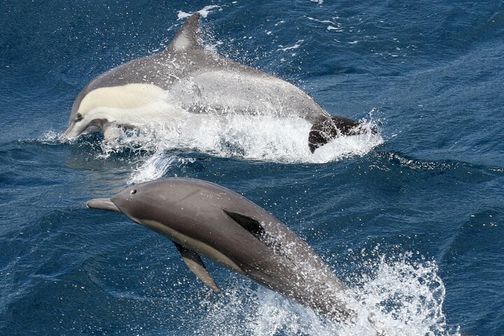 Tour de avistamiento de ballenas en la Costa Dorada en catamarán, observando ballenas jorobadas, foto 6 | wizardtrip