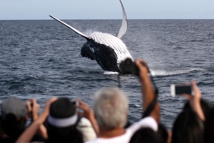Tour de avistamiento de ballenas en la Costa Dorada en catamarán, observando ballenas jorobadas, foto 7 | wizardtrip