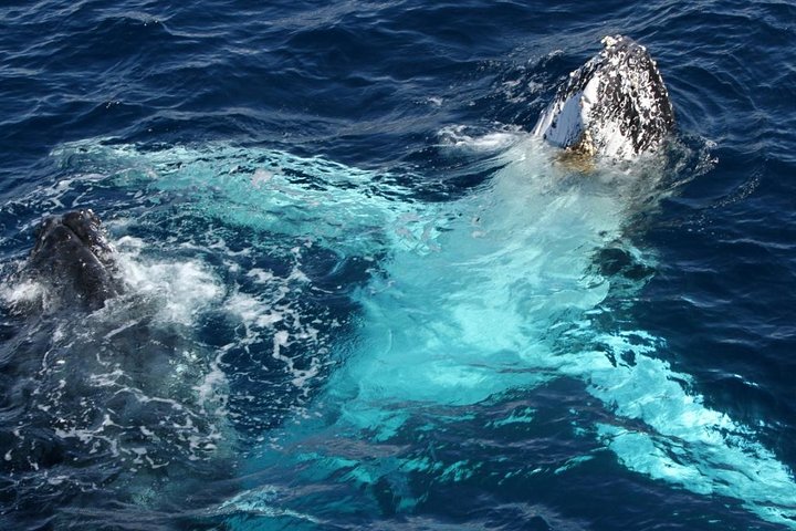 Tour de avistamiento de ballenas en la Costa Dorada en catamarán, observando ballenas jorobadas, foto 8 | wizardtrip