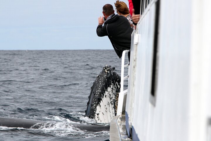 Tour de avistamiento de ballenas en la Costa Dorada en catamarán, observando ballenas jorobadas, foto 9 | wizardtrip