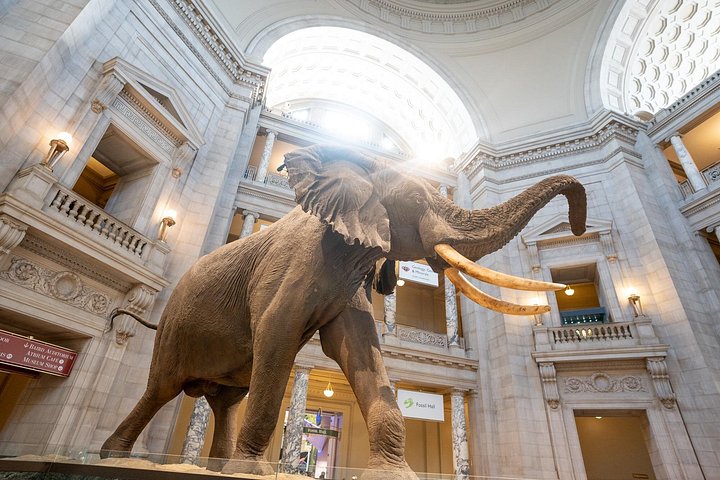 Recorrido guiado por los 3 museos principales del Smithsonian en Washington DC, incluido Air & Space, foto 13 | wizardtrip