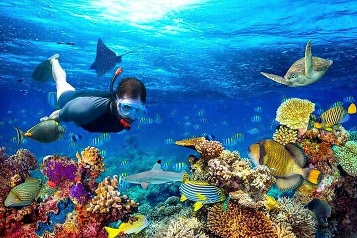 Excursion à Roatan : Snorkeling, paresseux et singes, pause plage | wizardtrip