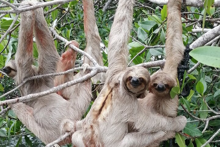 Roatan strandutflukt med snorkling, dyrelivsmøter og en privat strandpause, foto 11 | wizardtrip
