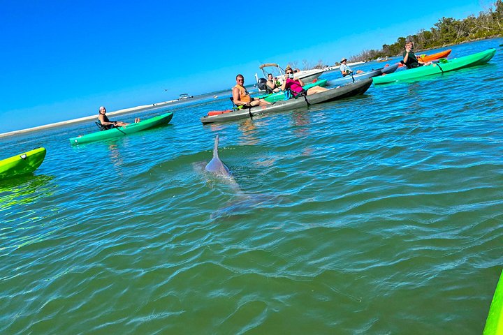 Öko-Kajak-Tour in Bonita Springs, Erkundung von Mangroventunneln und Tierwelt, Foto 6 | wizardtrip