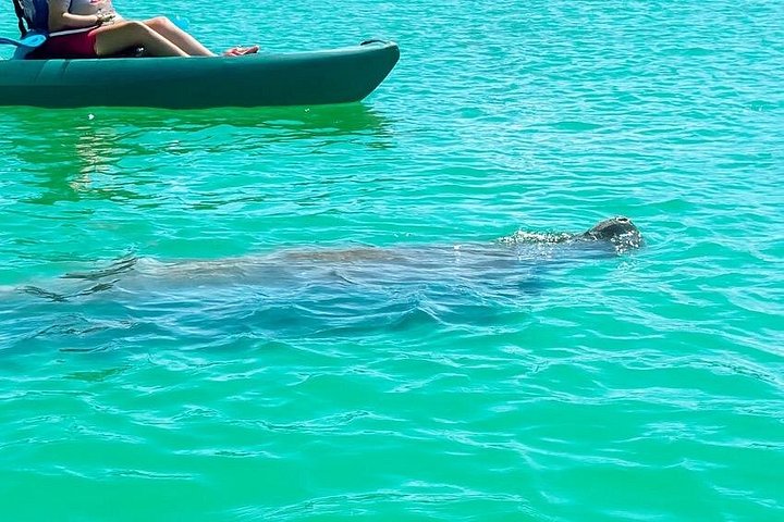 Öko-Kajak-Tour in Bonita Springs, Erkundung von Mangroventunneln und Tierwelt, Foto 7 | wizardtrip