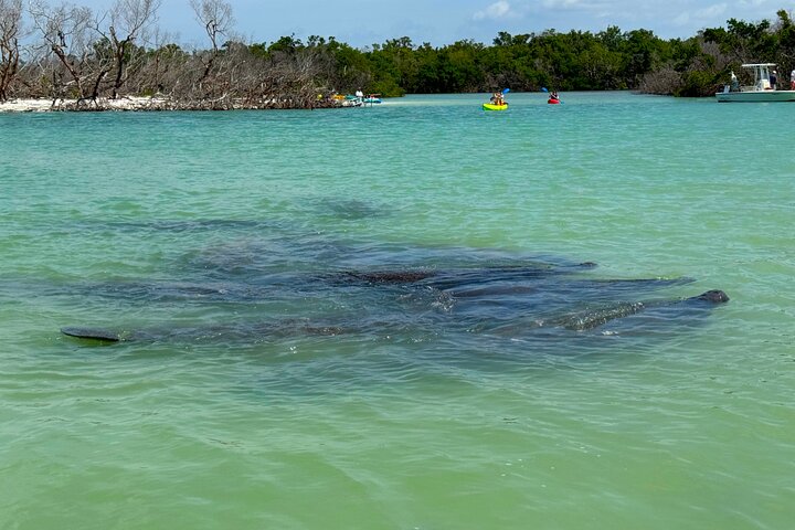 Öko-Kajak-Tour in Bonita Springs, Erkundung von Mangroventunneln und Tierwelt, Foto 8 | wizardtrip