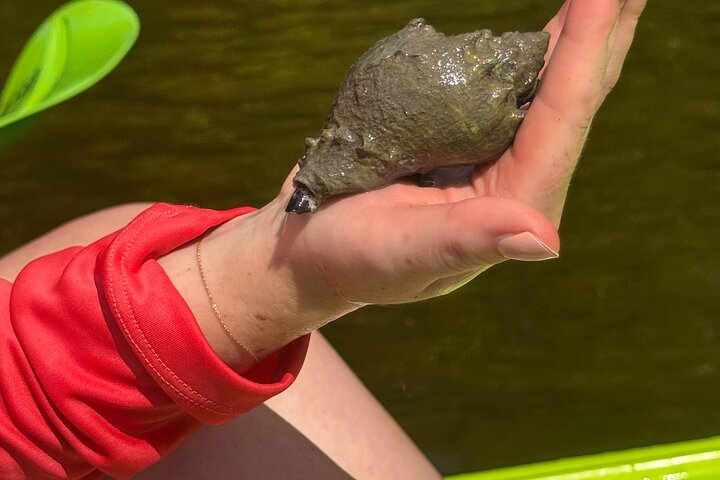 Öko-Kajak-Tour in Bonita Springs, Erkundung von Mangroventunneln und Tierwelt, Foto 9 | wizardtrip