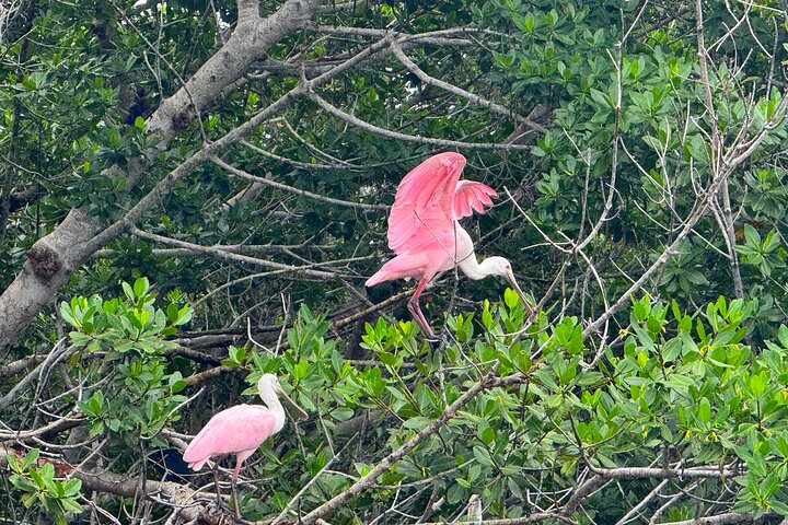 Öko-Kajak-Tour in Bonita Springs, Erkundung von Mangroventunneln und Tierwelt, Foto 11 | wizardtrip