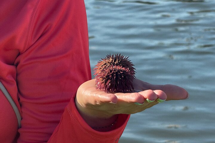 Öko-Kajak-Tour in Bonita Springs, Erkundung von Mangroventunneln und Tierwelt, Foto 12 | wizardtrip