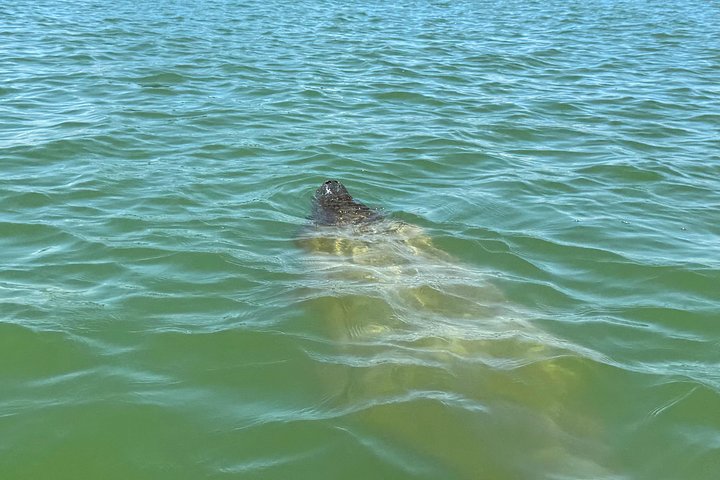 Öko-Kajak-Tour in Bonita Springs, Erkundung von Mangroventunneln und Tierwelt, Foto 13 | wizardtrip