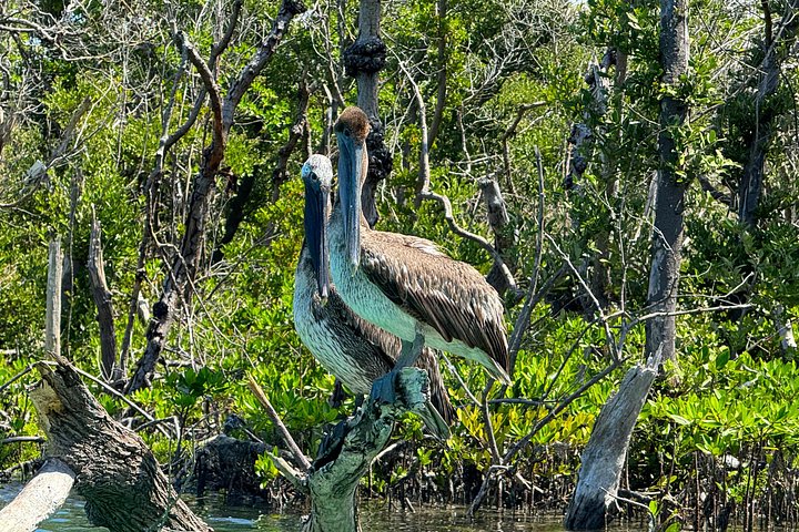 Öko-Kajak-Tour in Bonita Springs, Erkundung von Mangroventunneln und Tierwelt, Foto 15 | wizardtrip