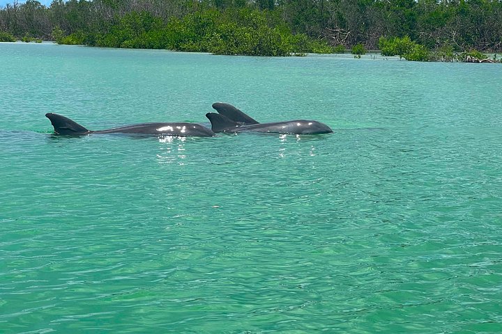 Öko-Kajak-Tour in Bonita Springs, Erkundung von Mangroventunneln und Tierwelt, Foto 16 | wizardtrip