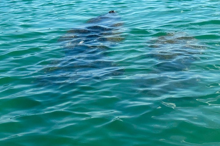 Öko-Kajak-Tour in Bonita Springs, Erkundung von Mangroventunneln und Tierwelt, Foto 27 | wizardtrip