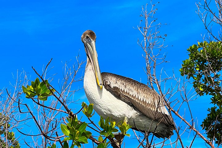 Öko-Kajak-Tour in Bonita Springs, Erkundung von Mangroventunneln und Tierwelt, Foto 29 | wizardtrip