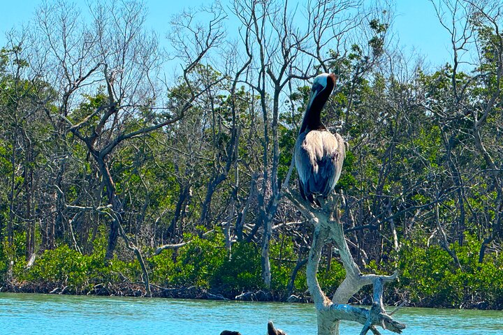 Öko-Kajak-Tour in Bonita Springs, Erkundung von Mangroventunneln und Tierwelt, Foto 33 | wizardtrip