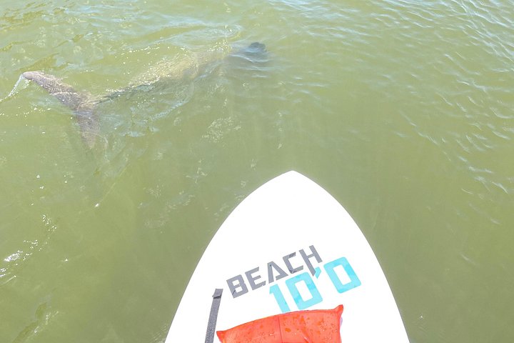 Öko-Kajak-Tour in Bonita Springs, Erkundung von Mangroventunneln und Tierwelt, Foto 34 | wizardtrip