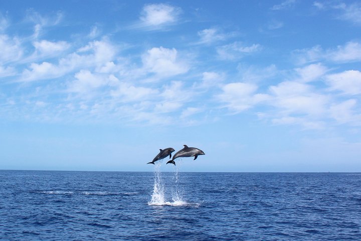 Walvis- en dolfijnexcursie op Madeira | wizardtrip