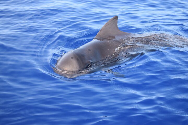 Tour de avistamiento de ballenas y delfines en Madeira a bordo de un yate, con oportunidades para nadar y hacer turismo, foto 7 | wizardtrip