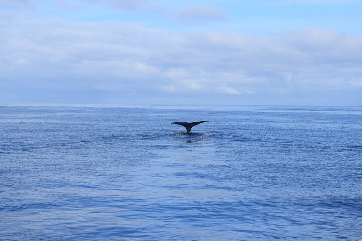 Tour de avistamiento de ballenas y delfines en Madeira a bordo de un yate, con oportunidades para nadar y hacer turismo, foto 9 | wizardtrip