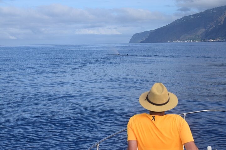 Tour de avistamiento de ballenas y delfines en Madeira a bordo de un yate, con oportunidades para nadar y hacer turismo, foto 13 | wizardtrip