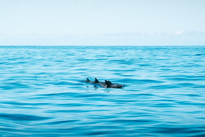 Tour de avistamiento de ballenas y delfines en Madeira a bordo de un yate, con oportunidades para nadar y hacer turismo, foto 21 | wizardtrip