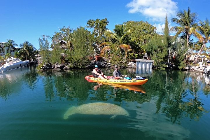 Mangroves and Manatees - Guided Kayak Eco Tour | wizardtrip