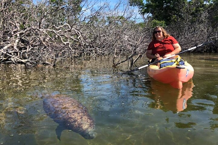 Guidet kajakk-økotur gjennom Key Lagos mangroveøkosystem, med mulighet for å se dyreliv, foto 6 | wizardtrip