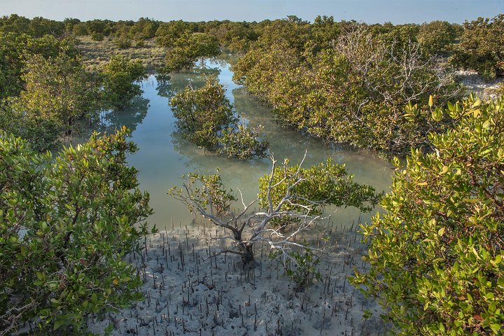 Verken historische forten, levendige mangroves en schilderachtige kustlijnen tijdens een halve dagtour door Noord-Qatar, foto 8 | wizardtrip