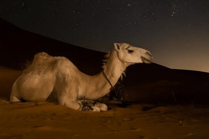 Night desert safari in Doha with dune bashing and camel rides, photo 7 | wizardtrip