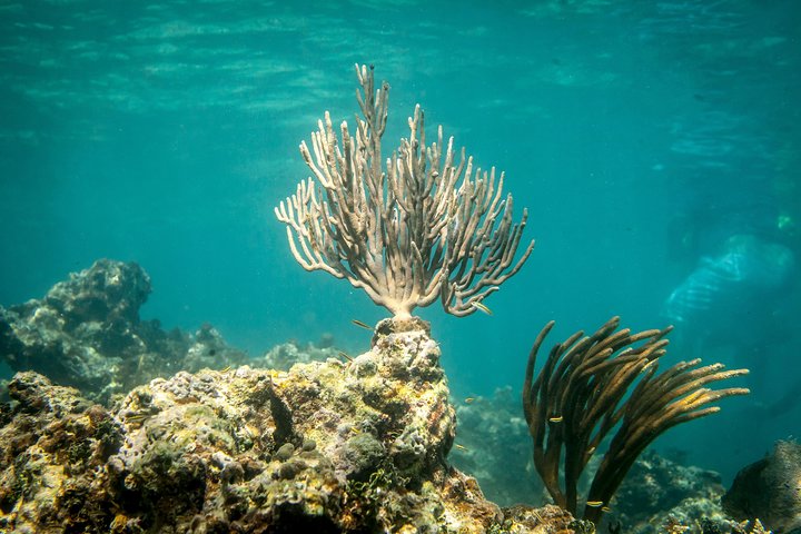 Crociera in catamarano all'isola di Icacos, Porto Rico, con snorkeling e attività balneari, foto 8 | wizardtrip
